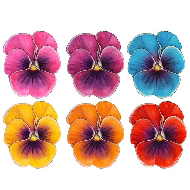 Vector watercolor colorful set of pansy flowers