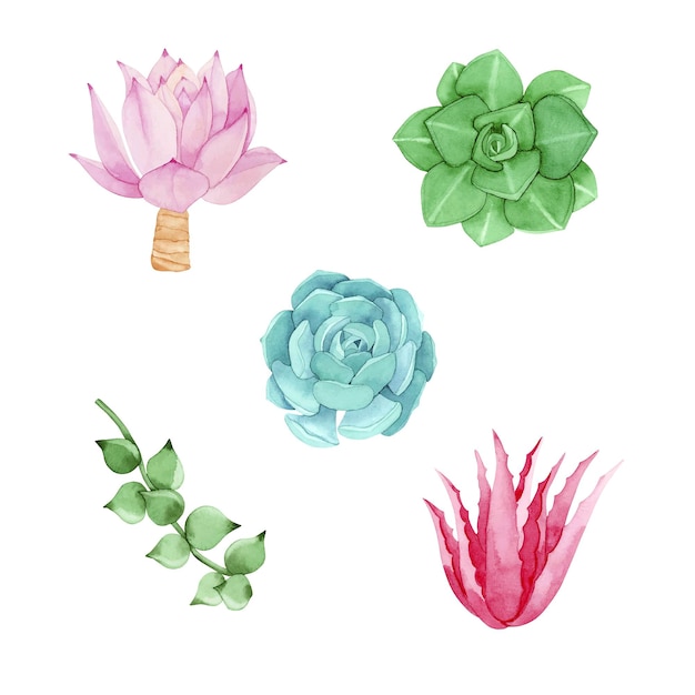 Watercolor colorful succulents