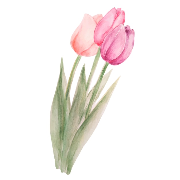Vector watercolor colorful tulip bouquet