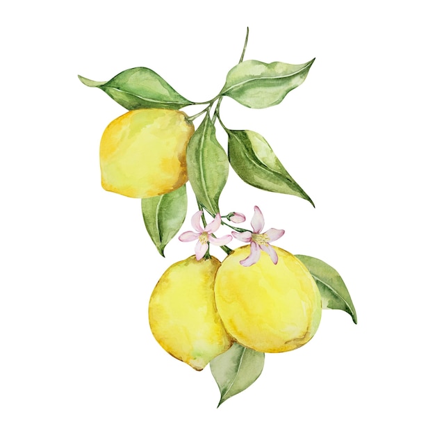 Watercolor composition juicy lemon flowers and leaves