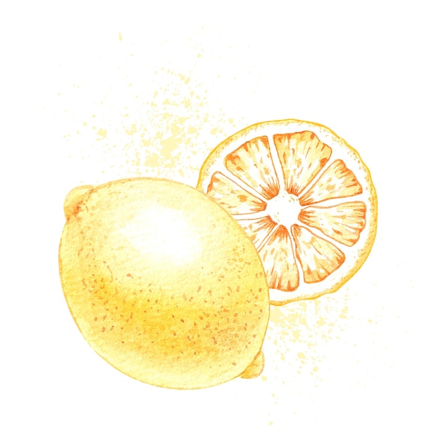 手描きのレモンを使った水彩画のコンポジション