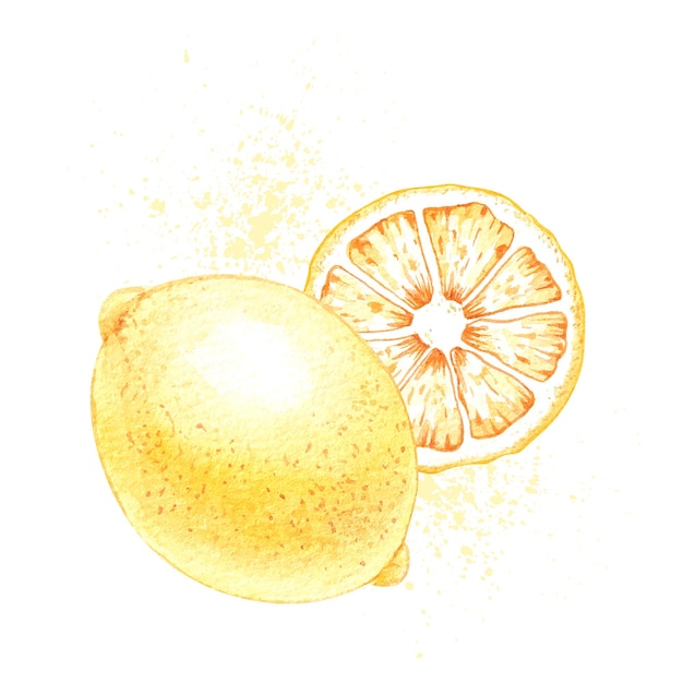 Vettore composizione ad acquerello con limoni disegnati a mano