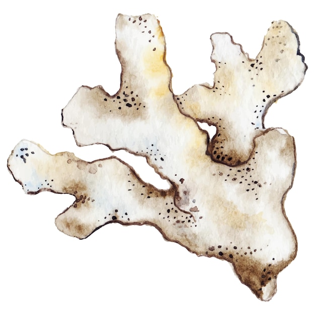 Vector watercolor coral reef polyp brown white beige isolated vector