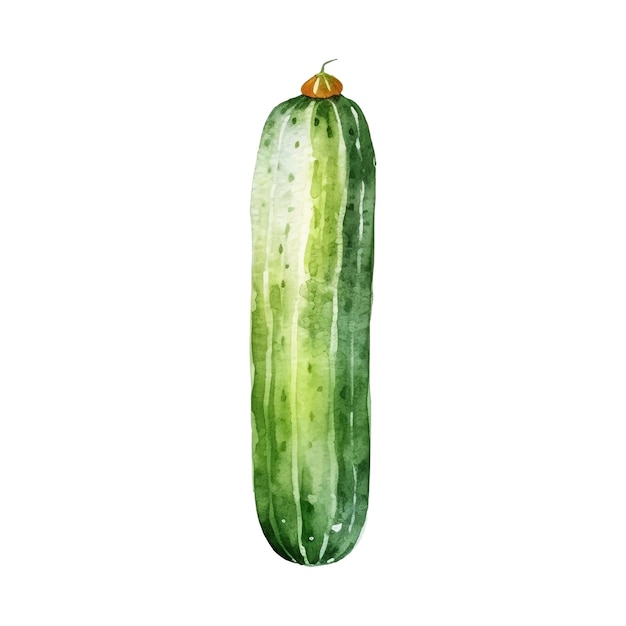 Watercolor Cucumber Illustration Handdrawn fresh food design element isolated on a white background