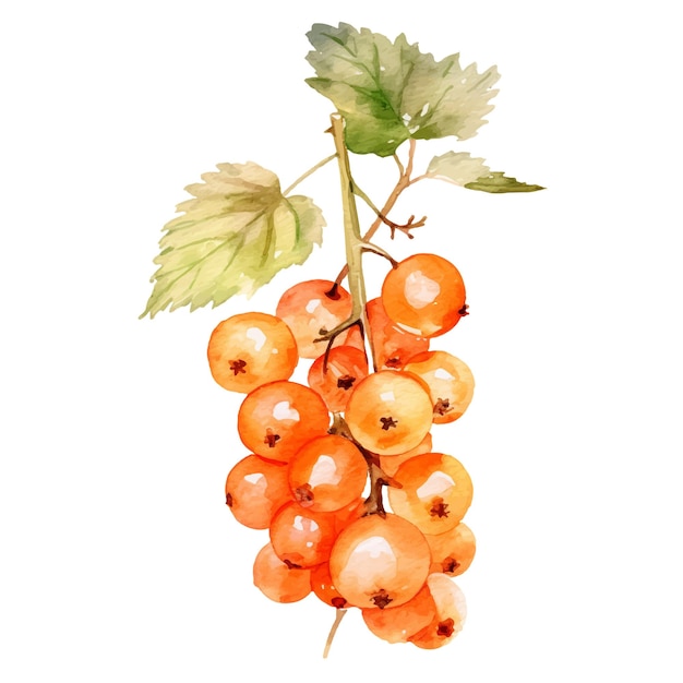 Watercolor Currants Illustration Handdrawn fresh food design element isolated on a white background