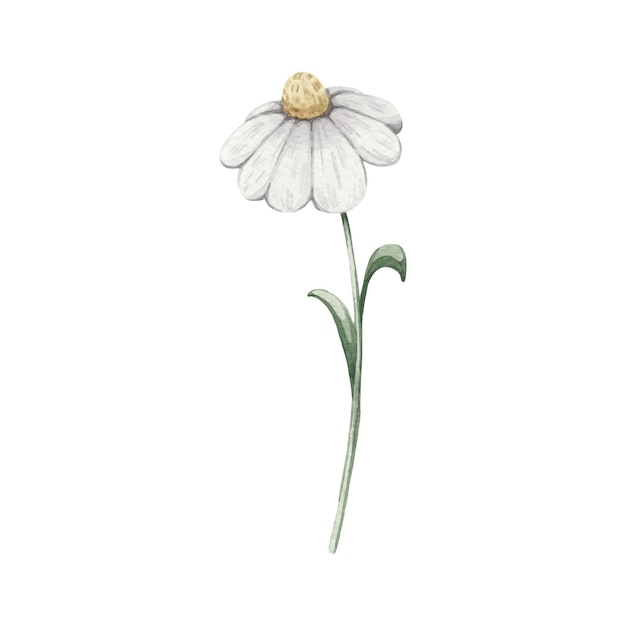 Vector watercolor cute daisy with leaves