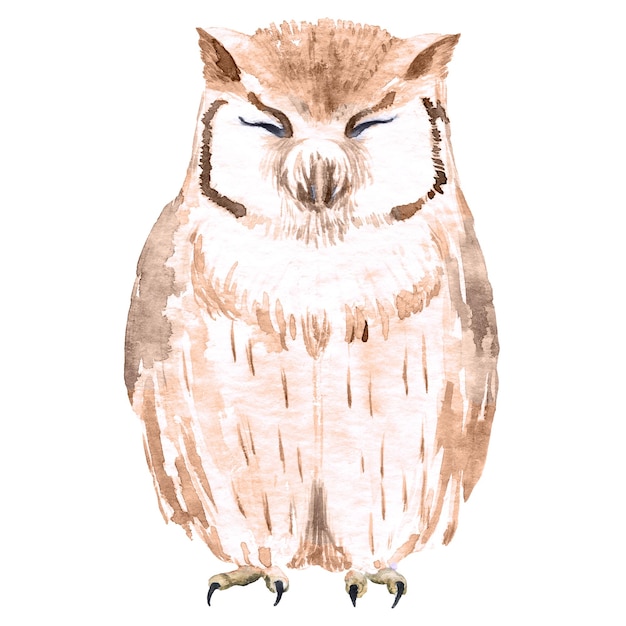 Vector watercolor cute owl. hand drawn illustration of wild bird.