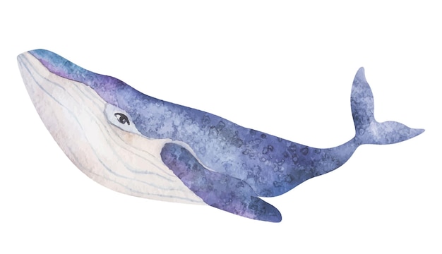 Watercolor cute purple whales on the white background Sea Animal Hand draw art illustration