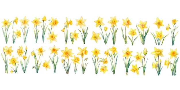 Vector watercolor daffodil clipart