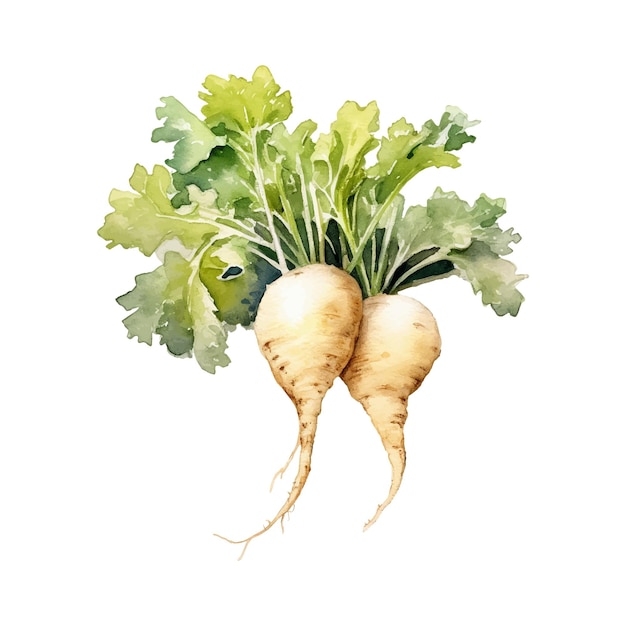 Watercolor Daikon radish Illustration Handdrawn fresh food design element isolated on a white background