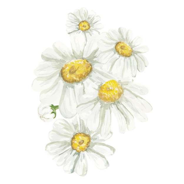 Vector watercolor daisy bouquet chamomile illustration