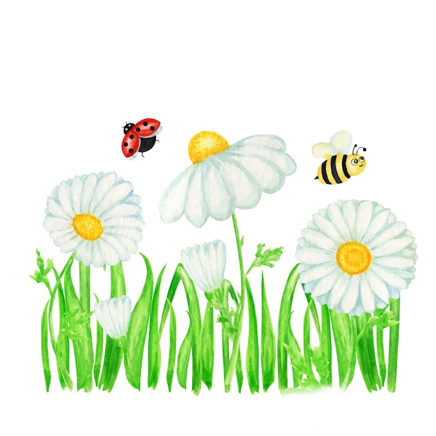 Watercolor daisy chamomile flower with fly ladybug, bee illustration. hand drawn botanical herbs. chamomile white flowers, buds, green leaves, stems, grass banner