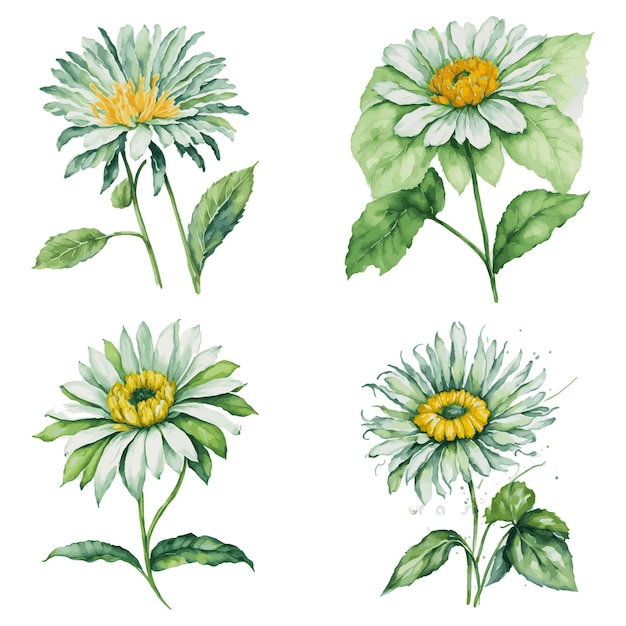 watercolor daisy flower and green leaf