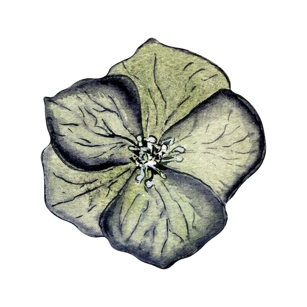 Vettore acquerello fiore di eleboro grigio scuro isolato su sfondo bianco botanico floreale gotico illustrazione disegnata a mano decorazione nuziale gotica scura in stile vintage elemento per sfondo di invito