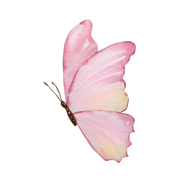 Watercolor delicate butterfly pink with yellow