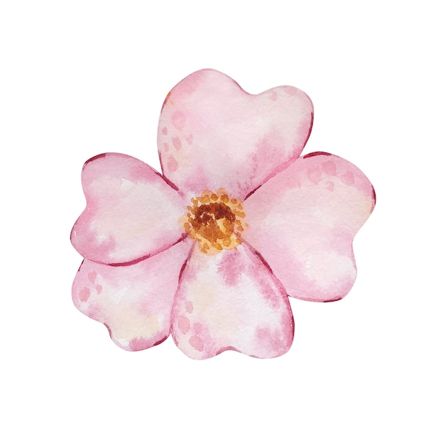 Fiore rosa delicato dell'acquerello