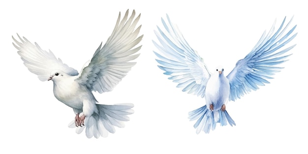 watercolor of dove bringing peace