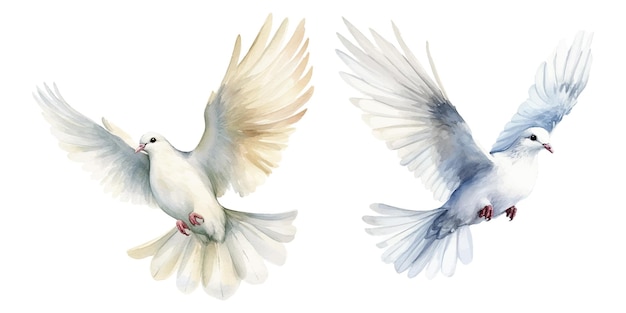 Vector watercolor of dove bringing peace