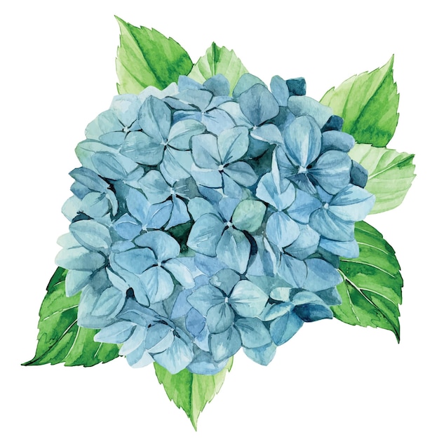 Watercolor drawing. blue hydrangea. isolated on white background clipart blue hydrangea flower. real