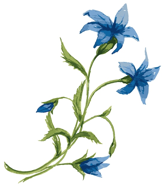 watercolor drawing of bunch delicate blue wild bellflowers