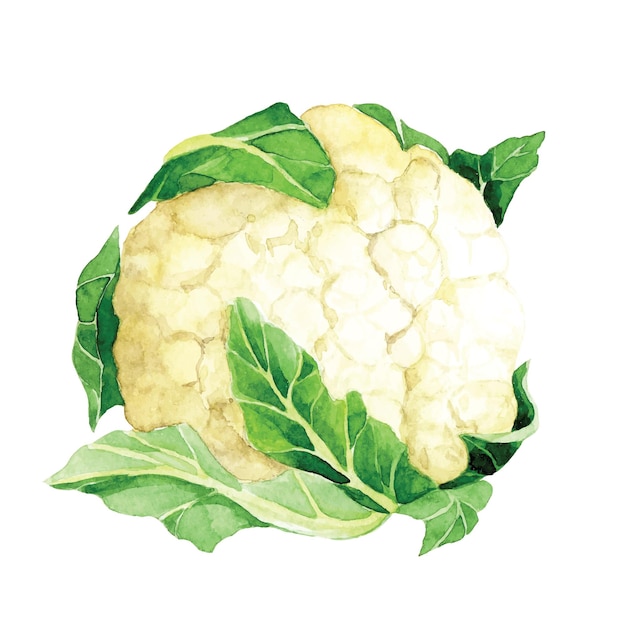 watercolor drawing clipart cabbage cauliflower green vegetables realistic illustration