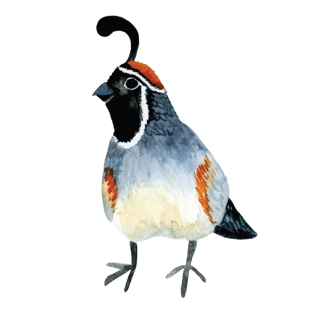 Vector watercolor drawing cute character forest bird quail isolated on white background quail drawing