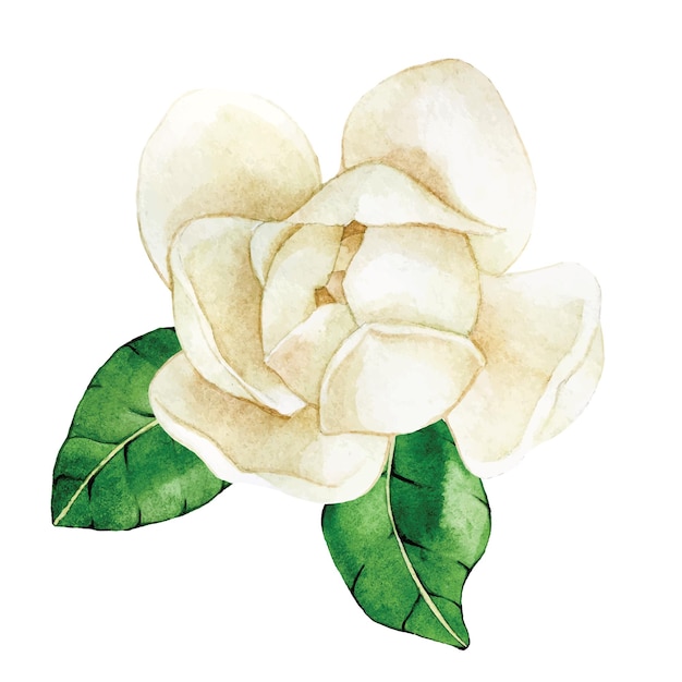 Vector watercolor drawing. magnolia flower. vintage delicate drawing white magnolia flower