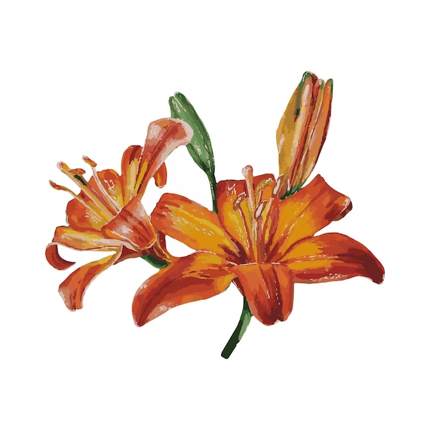 Vector a watercolor drawing of a orange tiger lily.