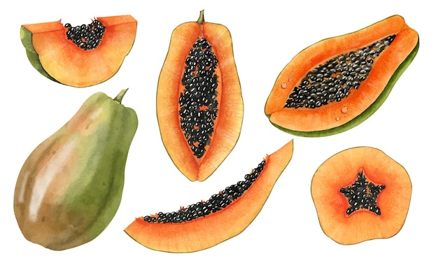 A watercolor drawing of papaya fruits.