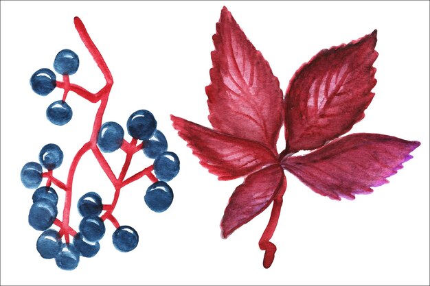 Watercolor drawing red foliage and berries.Watercolor collection of autumn leaves, berries.