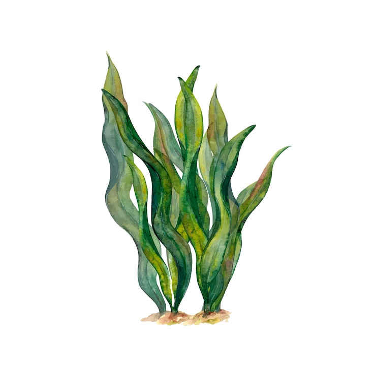 Vector watercolor drawing of ribbon algae wobbling underwater on white background naturally curved