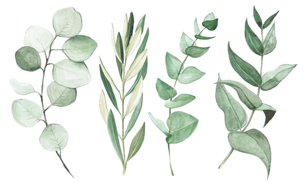 Watercolor drawing set of eucalyptus and olive leaves