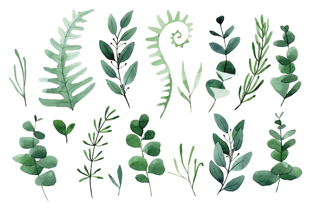 Vector watercolor drawing set of forest leaves and herbs green leaves fern eucalyptus lavender rosemary