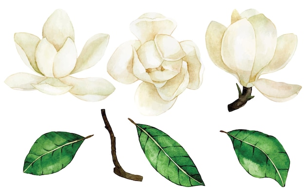 Watercolor drawing set of magnolia flowers and leaves vintage delicate drawing white magnolia