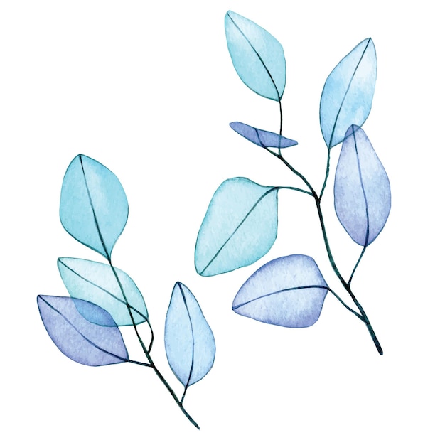 水彩画。ユーカリの葉の透明な花のセット。繊細な描画抽象