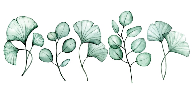 투명한 유칼립투스와 진코 잎의 수채화 그림 세트