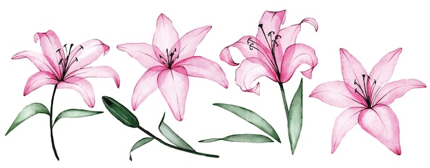 watercolor drawing set of transparent lily flowers in pink color xray flowers and lily buds
