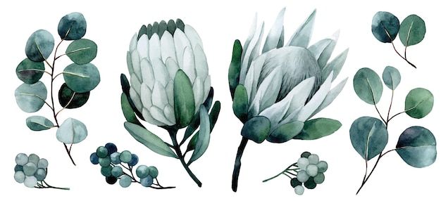 Vector watercolor drawing set of tropical flowers and leaves. protea and eucalyptus leaves