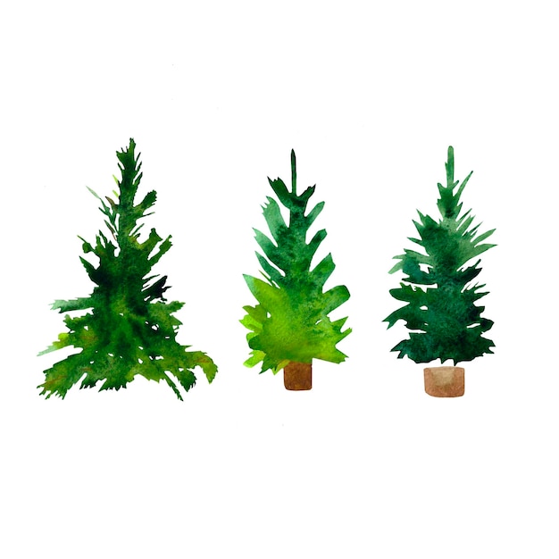 Vector watercolor drawing spruce isolated on white background