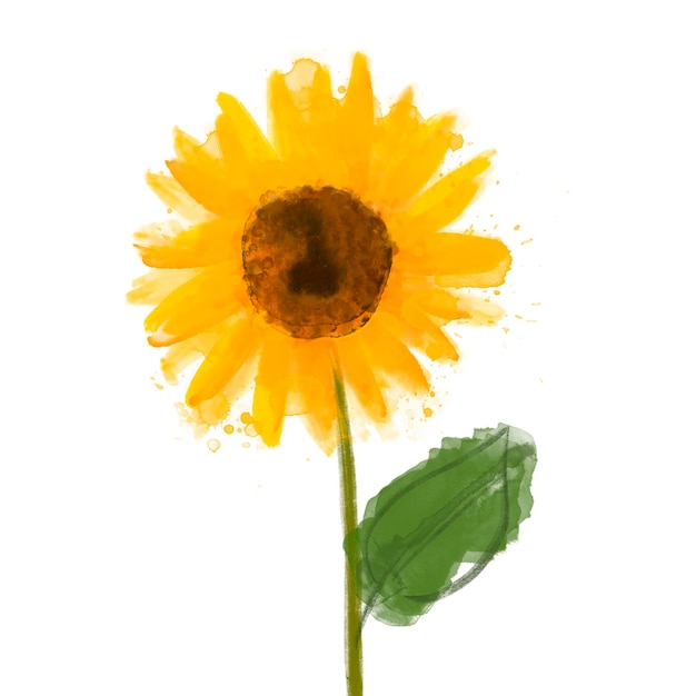 Vector watercolor drawing a sunflower isolated on white background