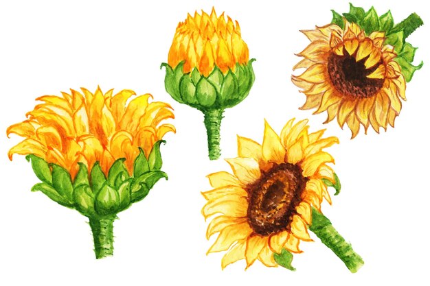 Watercolor drawing sunflowers yellow summer flowers