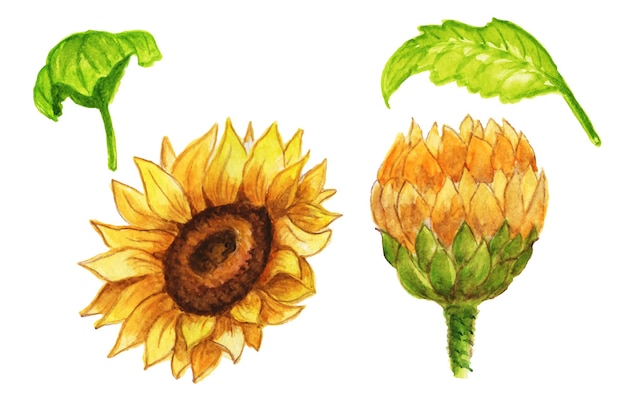 Watercolor drawing sunflowers yellow summer flowers