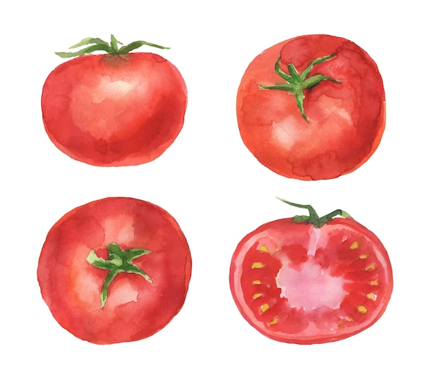 Vettore set di pomodori con disegno ad acquerello