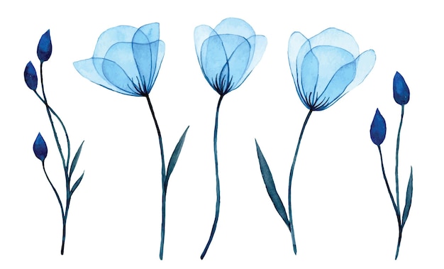 Disegno ad acquerello. fiori blu trasparenti e boccioli di campanula. clipart stabilito dell'illustrazione delicata.