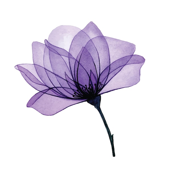 watercolor drawing. transparent flower. purple rose and transparent leaves, x-ray. decoration.