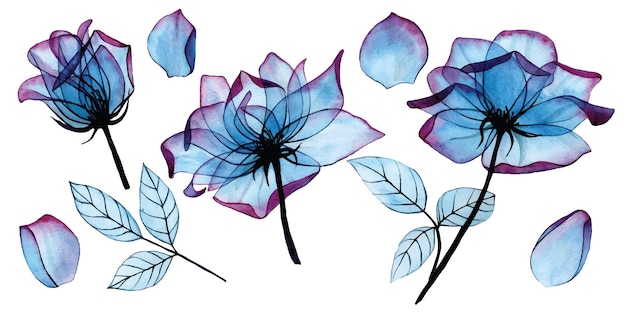 Disegno ad acquerello fiori e foglie trasparenti di una rosa di set di clipart di colore blu e rosa