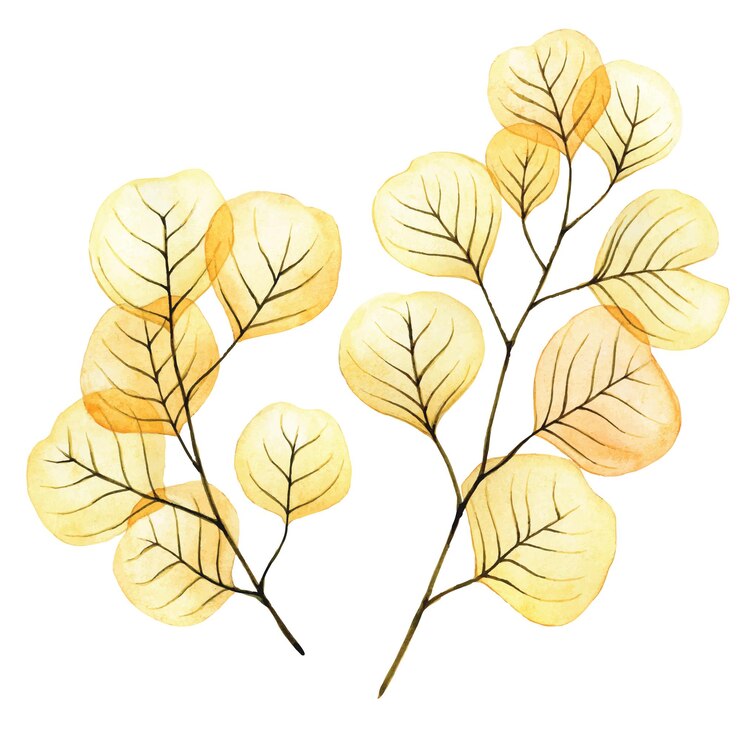 Vector watercolor drawing transparent leaves and branches of eucalyptus yellow and orange clipart set