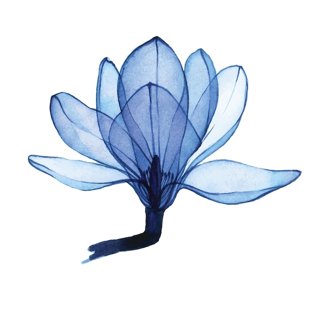 watercolor drawing. transparent magnolia flower in blue. transparent flower isolated on white