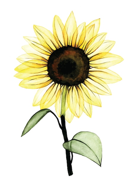 watercolor drawing transparent sunflower flower isolated on white background transparent flower