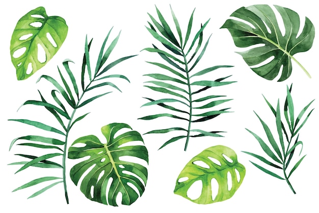 Vector watercolor drawing. tropical leaves set. green leaves of palm, monstera, banana, rainforest plants